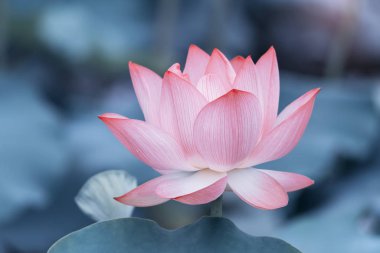 Yeşil yapraklı nilüfer çiçekleri