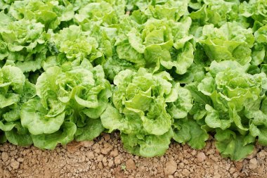 marul sebze salatası kırsal tarım arazilerinde büyüyen