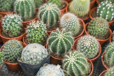 kaktüs yakın çekim