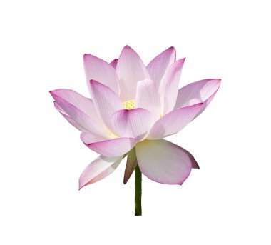 Lotus izole beyaz zemin üzerine.