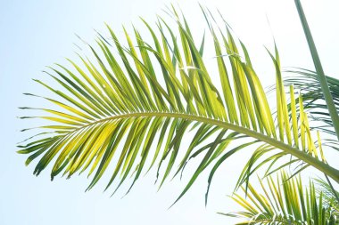 Beyaz arkaplanda izole edilmiş palmiye ağacı