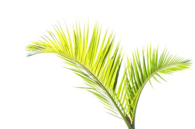 Beyaz arkaplanda izole edilmiş palmiye ağacı