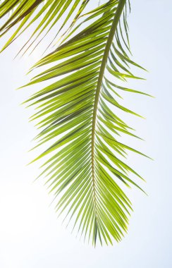 Beyaz arkaplanda izole edilmiş palmiye ağacı