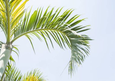 Beyaz arkaplanda izole edilmiş palmiye ağacı