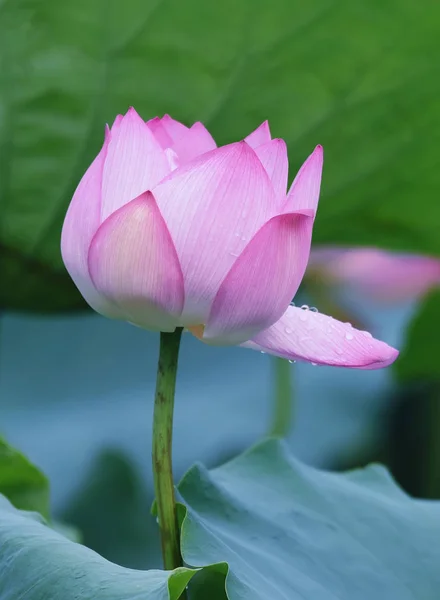 Plantas de flor de loto con hojas verdes en el lago —  Fotos de Stock