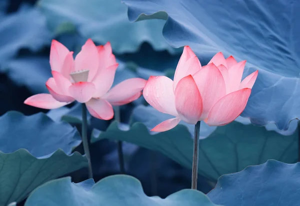 Lotus blomma växter med gröna blad i sjön — Stockfoto
