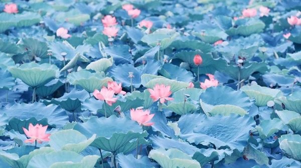 Piante di fiori di loto con foglie verdi nel lago — Foto Stock