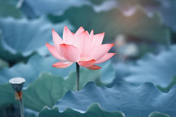 湖中的荷花植物，绿叶 — 图库照片