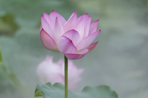 Plantas de flor de lótus com folhas verdes no lago — Fotografia de Stock