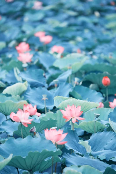Цветки лотоса с зелеными листьями в озере — стоковое фото