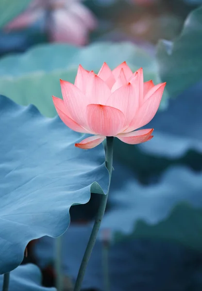 Plantas de flor de loto con hojas verdes en el lago —  Fotos de Stock