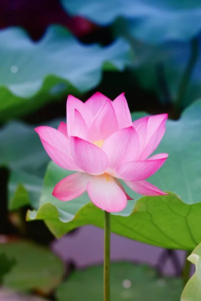 Lotusbloem planten met groene bladeren in het meer — Stockfoto