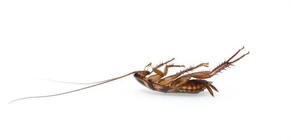 A cockroach on white background — Stock Photo, Image