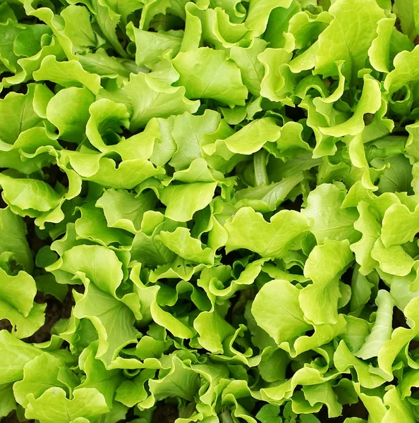 Marul sebze salatası kırsal tarım arazilerinde büyüyen — Stok fotoğraf