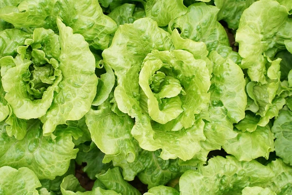 Lettuce vegetable salad growing in rural farmland — Stock Photo, Image