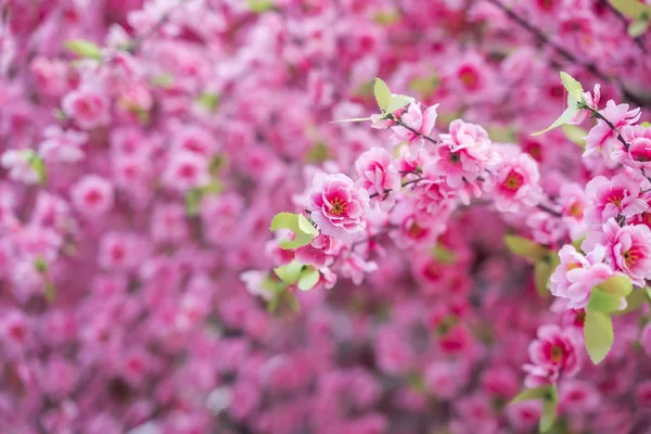 人工の桃の花の枝に — ストック写真