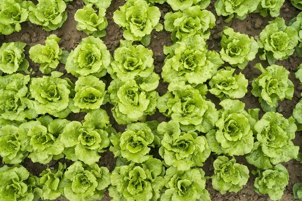 Салат салат салат, выращиваемый в сельской местности — стоковое фото