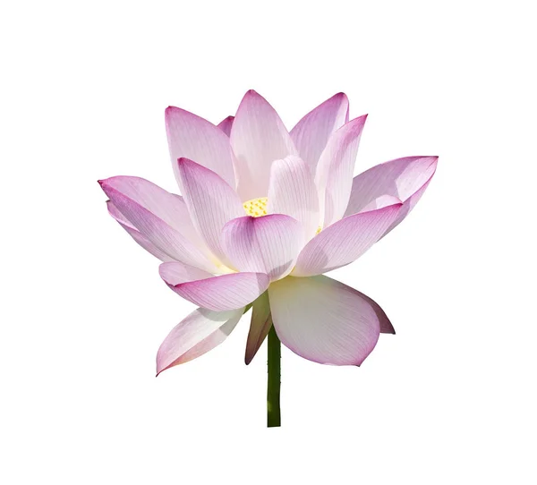 Lotus op geïsoleerde witte achtergrond. — Stockfoto