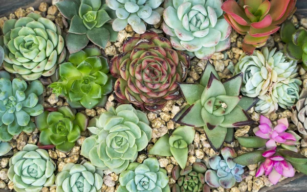 Plantas suculentas em miniatura no jardim — Fotografia de Stock