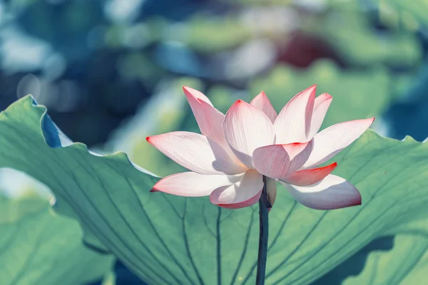 Fioritura fiore di loto — Foto Stock