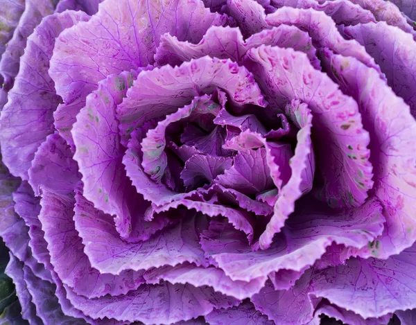 Colorful of the Ornamental Cabbage, Brussels sprouts, Collard gr — Stock Photo, Image