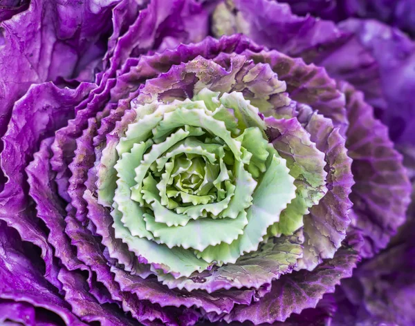 Colorful of the Ornamental Cabbage, Brussels sprouts, Collard gr — Stock Photo, Image