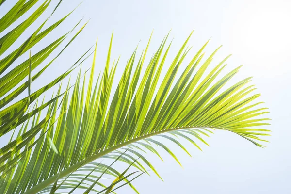 Palma isolata su sfondo bianco — Foto Stock