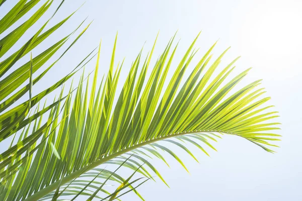 Palmera aislada sobre fondo blanco — Foto de Stock