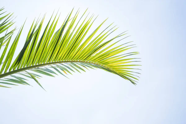 Palma isolata su sfondo bianco — Foto Stock