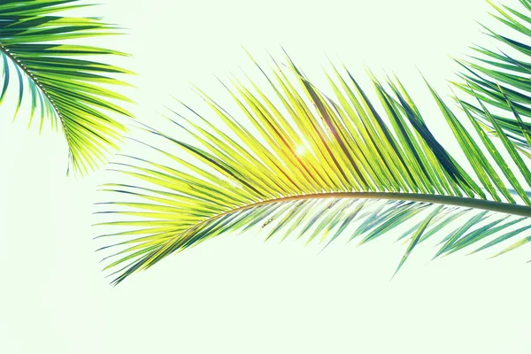 Palmera aislada sobre fondo blanco —  Fotos de Stock