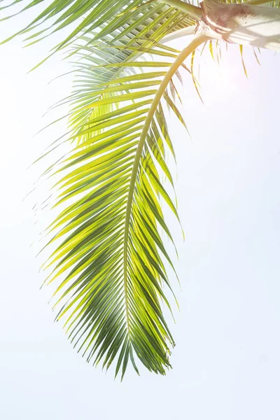 하얀 배경에 고립된 야자나무 — 스톡 사진