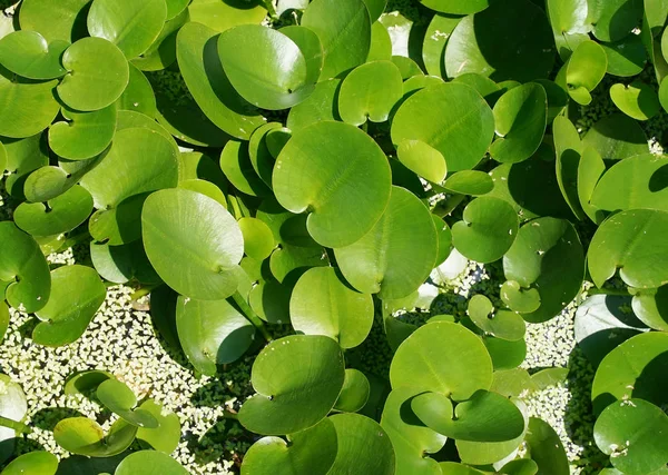 Composição verde com folhas verdes de Eichhornia Crassipes — Fotografia de Stock