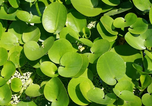 Gröna sammansättning med gröna blad av Eichhornia Crassipes — Stockfoto