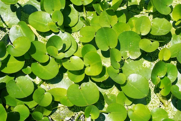 Composizione verde con foglie verdi di Eichhornia Crassipes — Foto Stock