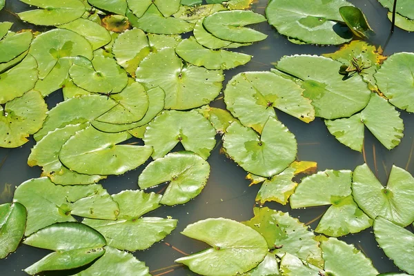 Lotus bladeren achtergrond met water druppels — Stockfoto