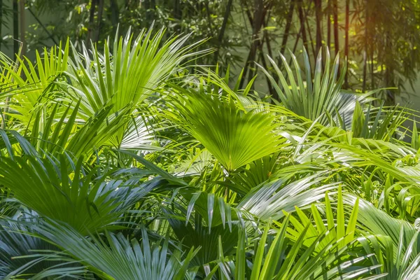 Borassus flabellifer, Cukrová palma v zahradě — Stock fotografie