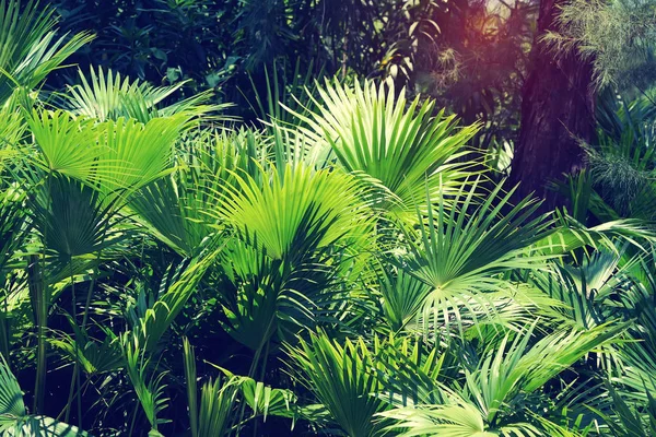 Borassus flabellifer, Cukrová palma v zahradě — Stock fotografie