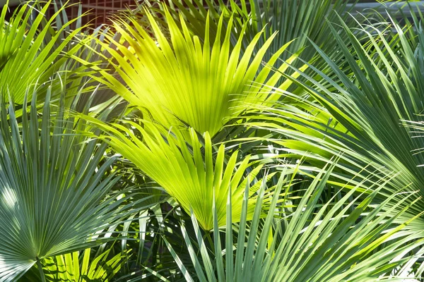 Borassus flabellifer, Palma de açúcar no jardim — Fotografia de Stock