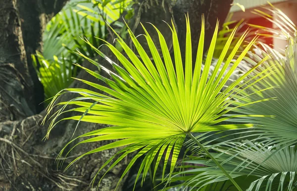 Borassus flabellifer, Cukrová palma v zahradě — Stock fotografie