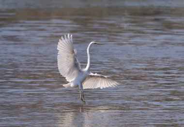 Bir lagün beyaz ak balıkçıl