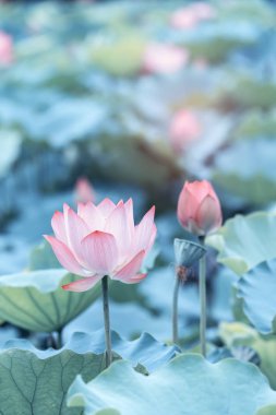 çiçek açan lotus çiçeği
