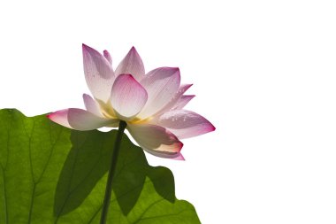 Lotus izole beyaz zemin üzerine.