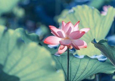 Lotus çiçeği ve lotus çiçek bitki