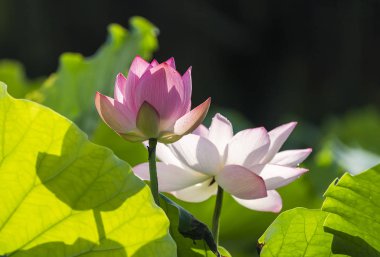 Lotus çiçeği ve lotus çiçek bitki