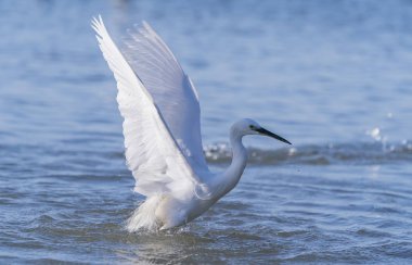 Karlı Akbalıkçıl Gölün sığ kenarında yüzüyor balık yiyor