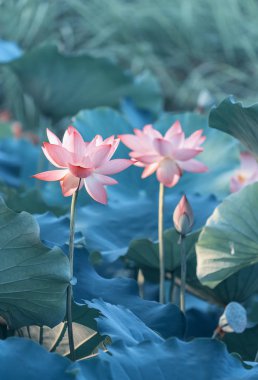 Lotus çiçeği ve lotus çiçek bitki