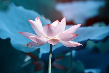 Yeşil yapraklı nilüfer çiçekleri