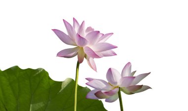 Lotus izole beyaz zemin üzerine.