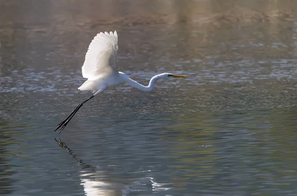 White Egret on a lagoon — Stock Photo, Image