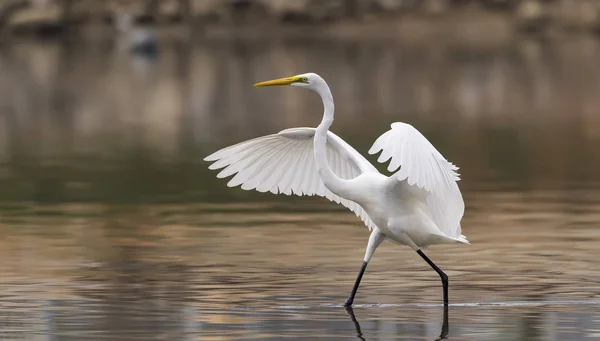 White Egret on a lagoon — Stock Photo, Image